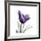 Royal Purple Parrot Tulip-Albert Koetsier-Framed Giclee Print