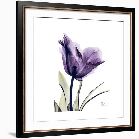 Royal Purple Parrot Tulip-Albert Koetsier-Framed Giclee Print