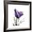 Royal Purple Parrot Tulip-Albert Koetsier-Framed Giclee Print