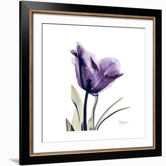 Royal Purple Parrot Tulip-Albert Koetsier-Framed Giclee Print