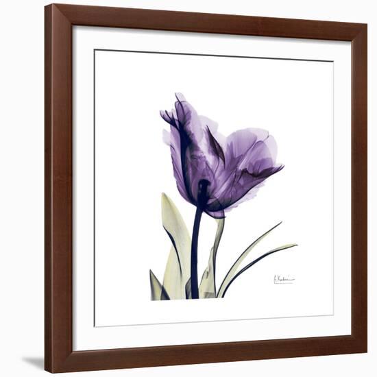 Royal Purple Parrot Tulip-Albert Koetsier-Framed Giclee Print