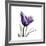 Royal Purple Parrot Tulip-Albert Koetsier-Framed Giclee Print