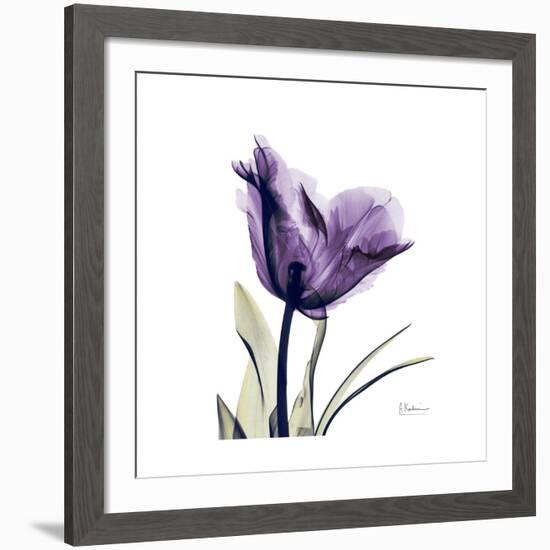 Royal Purple Parrot Tulip-Albert Koetsier-Framed Giclee Print