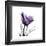 Royal Purple Parrot Tulip-Albert Koetsier-Framed Giclee Print