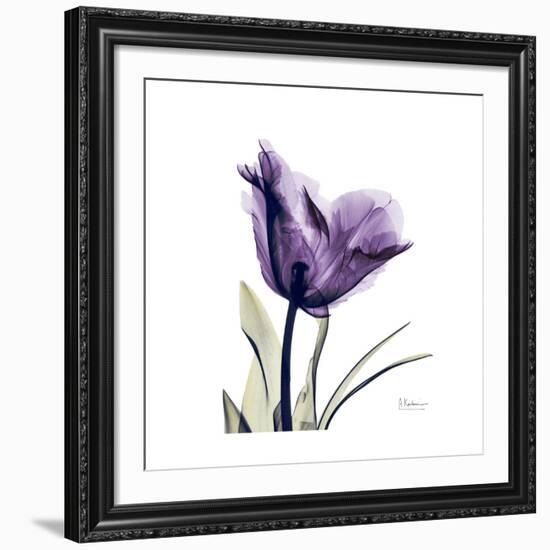 Royal Purple Parrot Tulip-Albert Koetsier-Framed Giclee Print