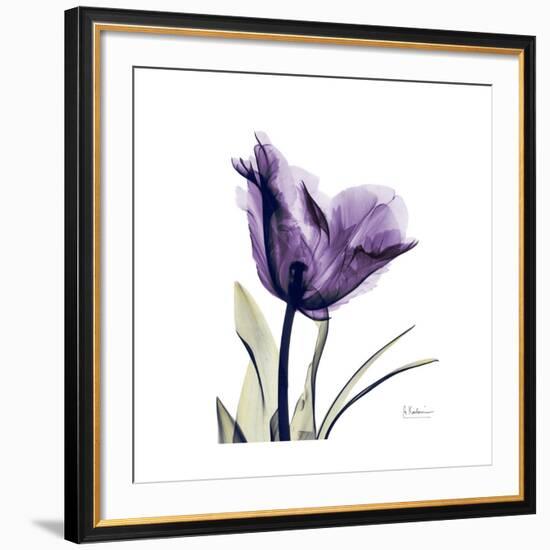 Royal Purple Parrot Tulip-Albert Koetsier-Framed Giclee Print