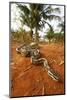 Royal python (Python regius) Togo. Controlled conditions-Daniel Heuclin-Mounted Photographic Print