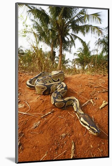 Royal python (Python regius) Togo. Controlled conditions-Daniel Heuclin-Mounted Photographic Print