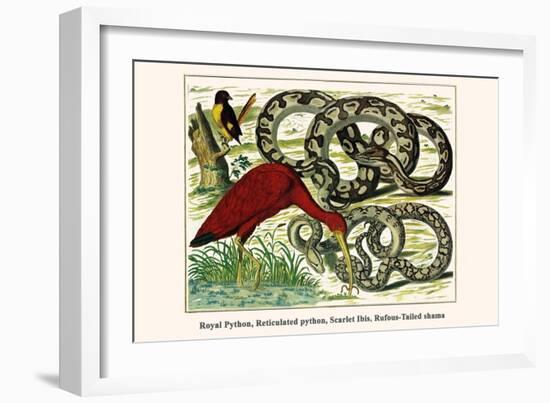 Royal Python, Reticulated Python, Scarlet Ibis, Rufous-Tailed Shama-Albertus Seba-Framed Art Print