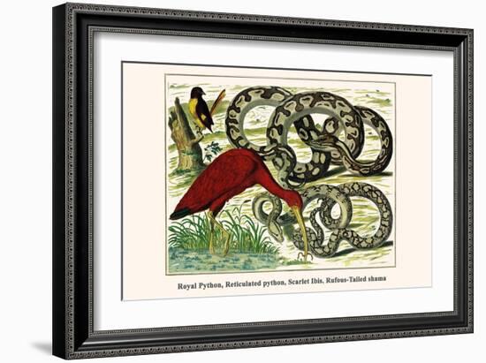 Royal Python, Reticulated Python, Scarlet Ibis, Rufous-Tailed Shama-Albertus Seba-Framed Art Print