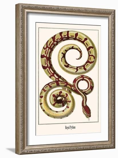 Royal Python-Albertus Seba-Framed Art Print