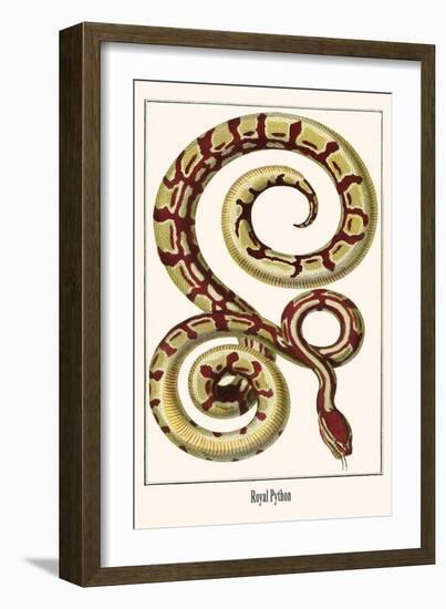 Royal Python-Albertus Seba-Framed Art Print