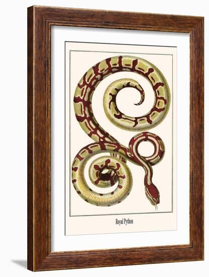 Royal Python-Albertus Seba-Framed Art Print