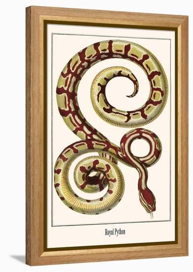 Royal Python-Albertus Seba-Framed Stretched Canvas