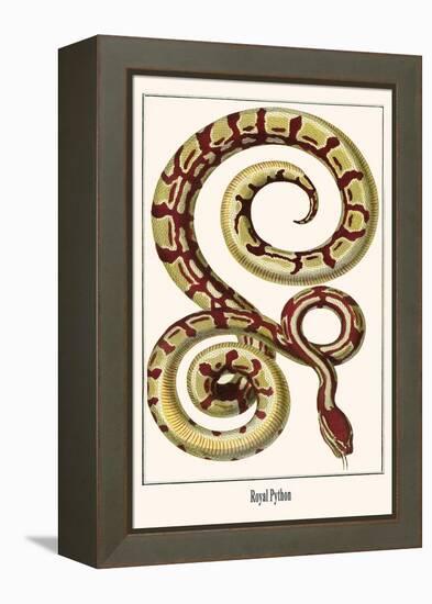 Royal Python-Albertus Seba-Framed Stretched Canvas
