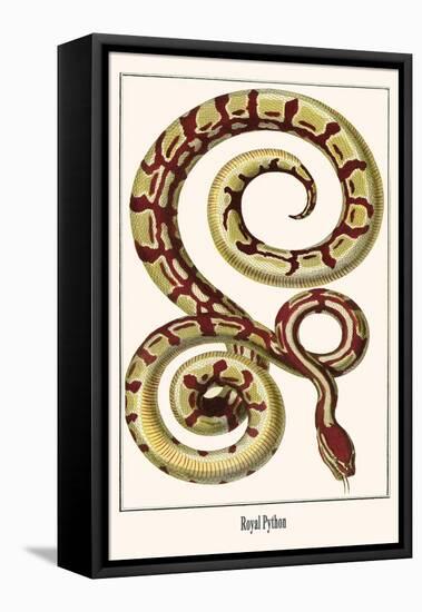 Royal Python-Albertus Seba-Framed Stretched Canvas