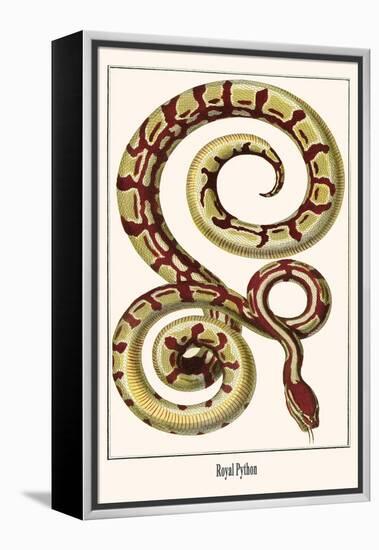 Royal Python-Albertus Seba-Framed Stretched Canvas