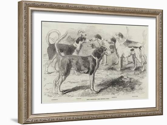 Royal Staghounds-Harrison William Weir-Framed Giclee Print