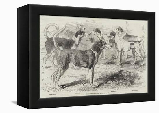 Royal Staghounds-Harrison William Weir-Framed Premier Image Canvas