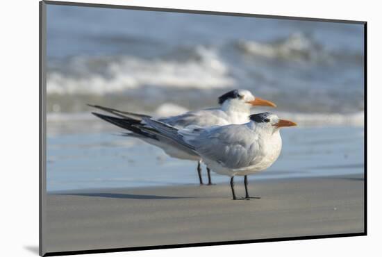 Royal Tern at New Smyna Beach, Florida, USA-Jim Engelbrecht-Mounted Photographic Print