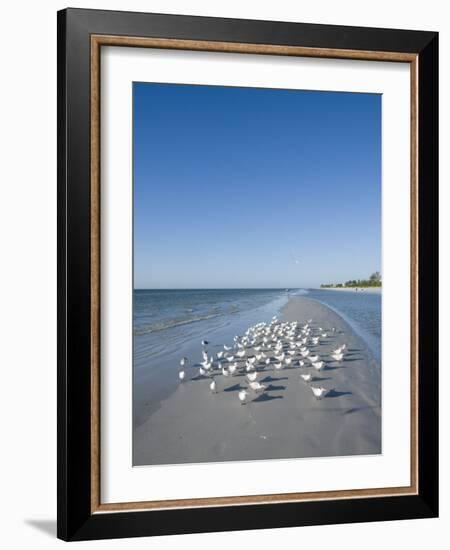 Royal Tern Birds on Beach, Sanibel Island, Gulf Coast, Florida-Robert Harding-Framed Photographic Print