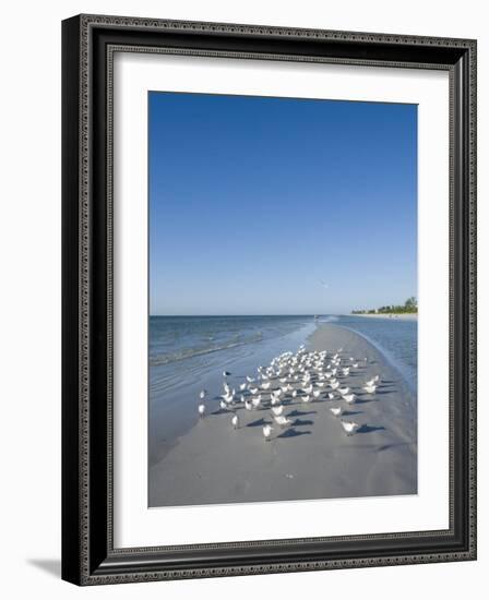 Royal Tern Birds on Beach, Sanibel Island, Gulf Coast, Florida-Robert Harding-Framed Photographic Print