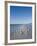 Royal Tern Birds on Beach, Sanibel Island, Gulf Coast, Florida-Robert Harding-Framed Photographic Print