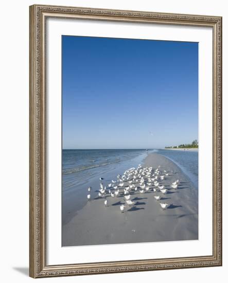 Royal Tern Birds on Beach, Sanibel Island, Gulf Coast, Florida-Robert Harding-Framed Photographic Print