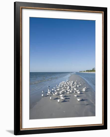 Royal Tern Birds on Beach, Sanibel Island, Gulf Coast, Florida-Robert Harding-Framed Photographic Print