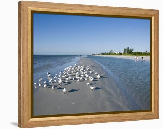 Royal Tern Birds on Beach, Sanibel Island, Gulf Coast, Florida-Robert Harding-Framed Premier Image Canvas