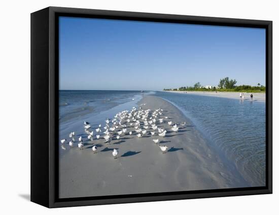 Royal Tern Birds on Beach, Sanibel Island, Gulf Coast, Florida-Robert Harding-Framed Premier Image Canvas