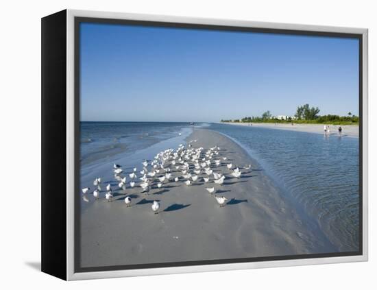 Royal Tern Birds on Beach, Sanibel Island, Gulf Coast, Florida-Robert Harding-Framed Premier Image Canvas