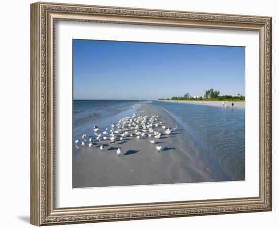 Royal Tern Birds on Beach, Sanibel Island, Gulf Coast, Florida-Robert Harding-Framed Photographic Print