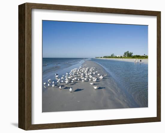 Royal Tern Birds on Beach, Sanibel Island, Gulf Coast, Florida-Robert Harding-Framed Photographic Print