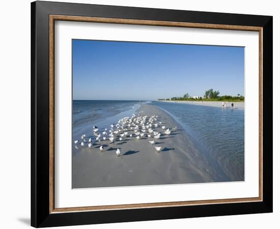 Royal Tern Birds on Beach, Sanibel Island, Gulf Coast, Florida-Robert Harding-Framed Photographic Print