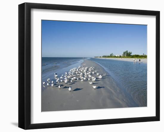 Royal Tern Birds on Beach, Sanibel Island, Gulf Coast, Florida-Robert Harding-Framed Photographic Print