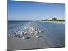 Royal Tern Birds on Beach, Sanibel Island, Gulf Coast, Florida-Robert Harding-Mounted Photographic Print