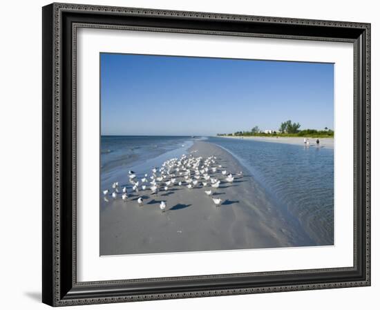 Royal Tern Birds on Beach, Sanibel Island, Gulf Coast, Florida-Robert Harding-Framed Photographic Print