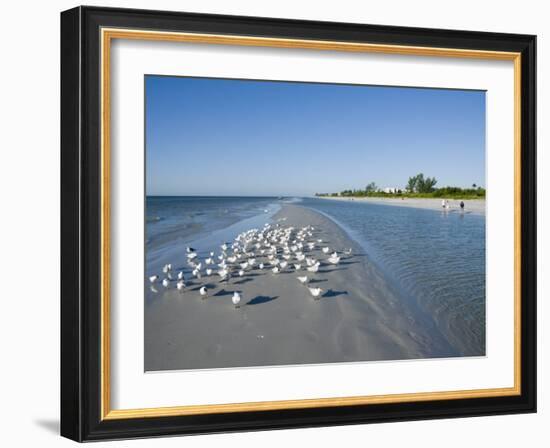 Royal Tern Birds on Beach, Sanibel Island, Gulf Coast, Florida-Robert Harding-Framed Photographic Print