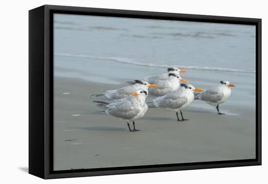 Royal Tern, New Smyrna Beach, Florida, Usa-Jim Engelbrecht-Framed Premier Image Canvas