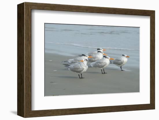 Royal Tern, New Smyrna Beach, Florida, Usa-Jim Engelbrecht-Framed Photographic Print