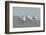 Royal Tern, New Smyrna Beach, Florida, Usa-Jim Engelbrecht-Framed Photographic Print