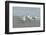 Royal Tern, New Smyrna Beach, Florida, Usa-Jim Engelbrecht-Framed Photographic Print