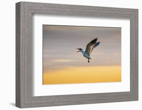 Royal tern (Sterna maxima) calling.-Larry Ditto-Framed Photographic Print