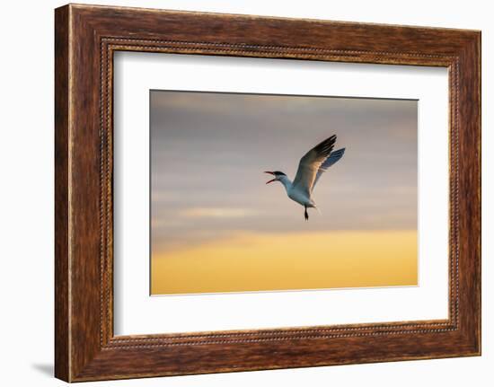 Royal tern (Sterna maxima) calling.-Larry Ditto-Framed Photographic Print