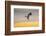 Royal tern (Sterna maxima) calling.-Larry Ditto-Framed Photographic Print