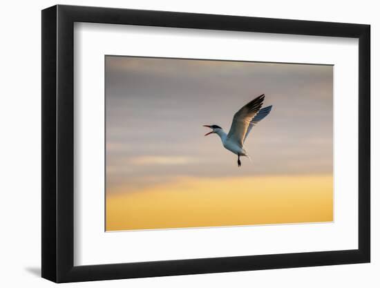 Royal tern (Sterna maxima) calling.-Larry Ditto-Framed Photographic Print