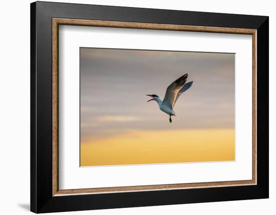 Royal tern (Sterna maxima) calling.-Larry Ditto-Framed Photographic Print