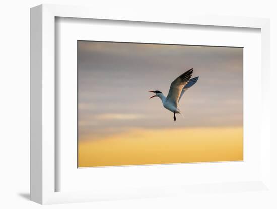 Royal tern (Sterna maxima) calling.-Larry Ditto-Framed Photographic Print