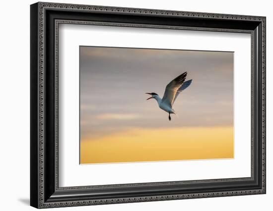 Royal tern (Sterna maxima) calling.-Larry Ditto-Framed Photographic Print